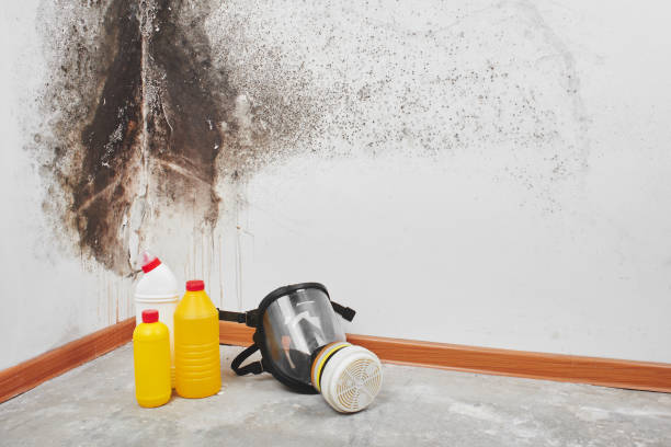 Best Industrial Mold Remediation in Circleville, OH