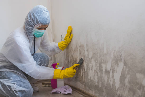 Best Mold Testing and Inspection Services in Circleville, OH