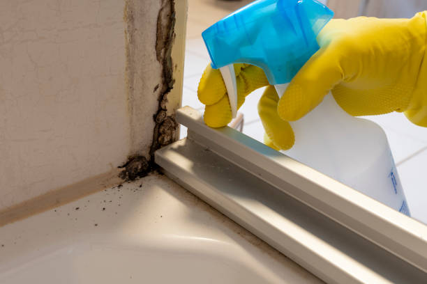 Best DIY Mold Remediation Support Services in Circleville, OH