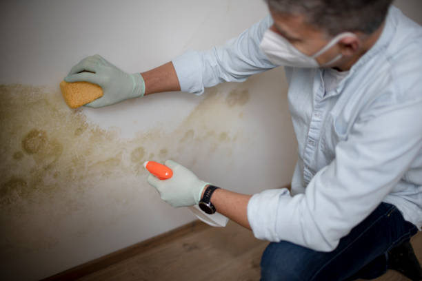 Best Health and Safety Mold Remediation in Circleville, OH