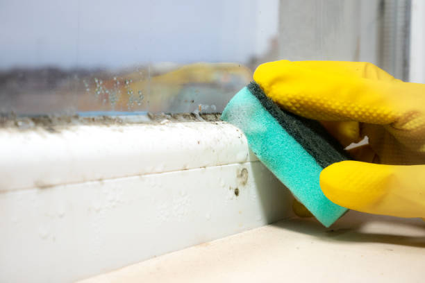 Best Emergency Mold Remediation in Circleville, OH
