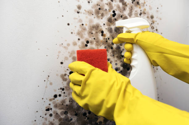 Best Attic Mold Remediation in Circleville, OH