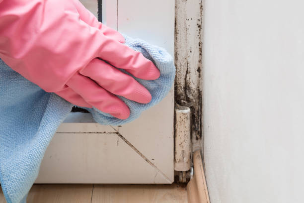 Best Black Mold Remediation in Circleville, OH